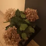 Apartman Mera Апартаменти