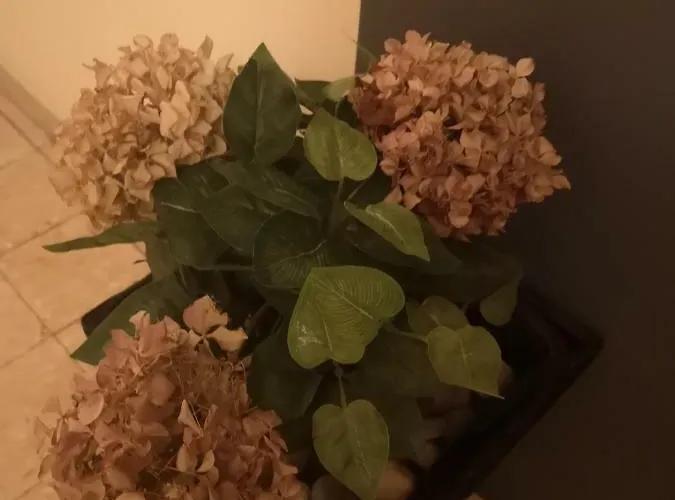 Apartman Mera Apartament